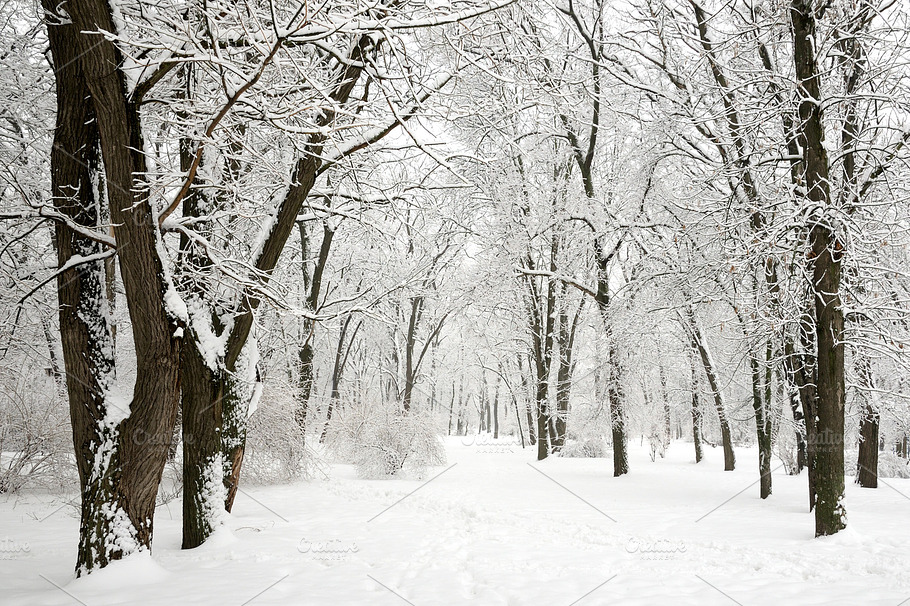 Winter In Park Containing Beautiful Branch And Frost