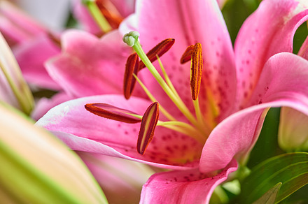 A red lily flower, a Photo by Peopleimages.com
