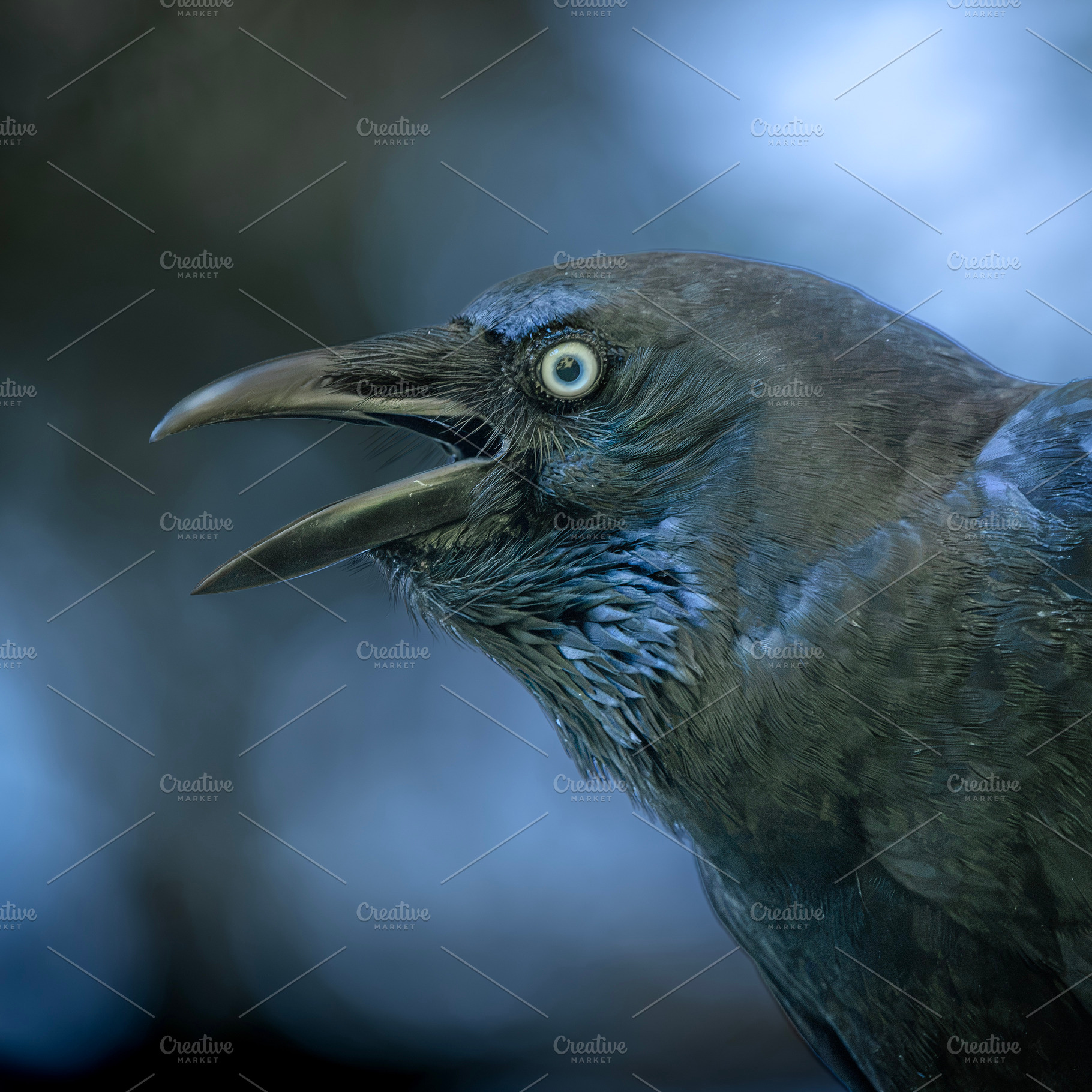 Torresian Crow, an Animal Photo by Rob D Animal Photography