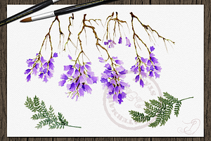 Jacaranda Watercolor Clip Art