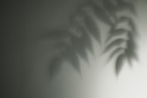 Floral shadow nature contour foliage silhouette, a Background Photo by Photo Drive Studio
