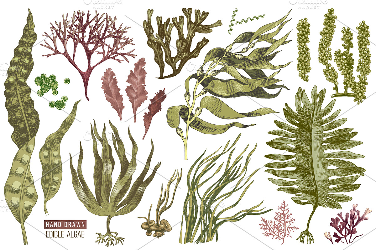 Hand drawn edible seaweeds, a Decorative Illustration by handsketched (Photo 2 of 7)