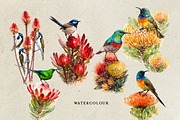 Watercolor Birds, an Animal Illustration by Karliefie (Thumbnail 2 of 5)