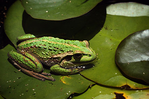 Frog in a pond photograph