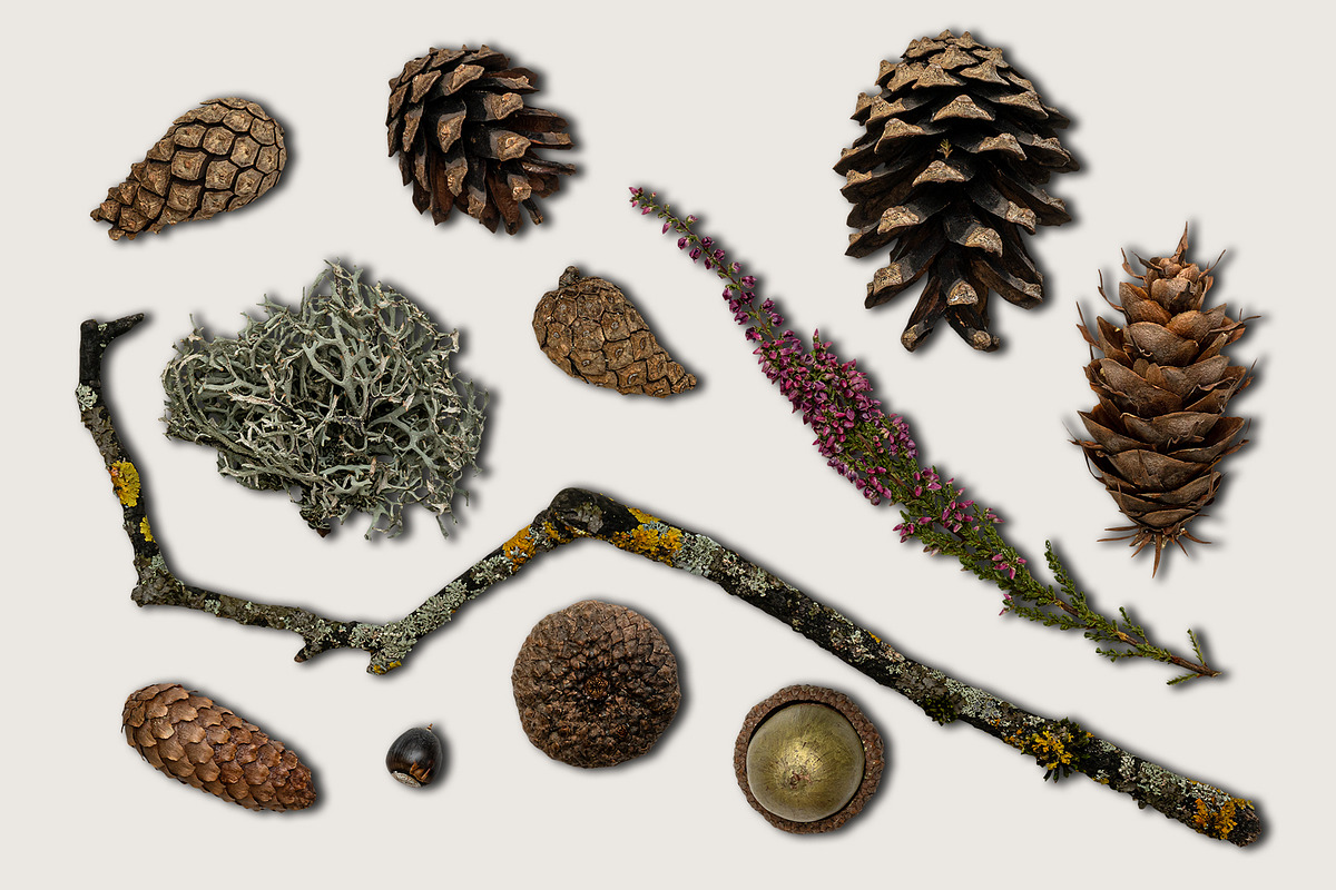 Autumn Leaves Scene Creator, a Product Mockup by Rose Design (Photo 3 of 10)