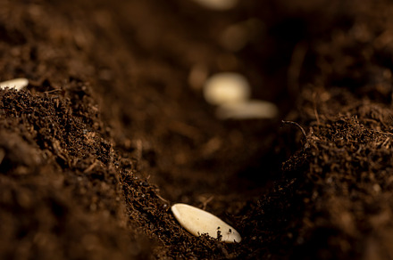 planting cucumber seeds in fertile soil with the addition of peat