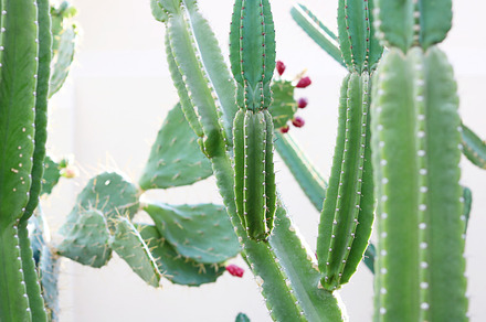 Flowering cactus stock photo containing cactus and cacti, a Nature Photo by Juliet Meeks Design