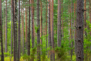 Forest tree background, a Nature Photo by BOOCYS