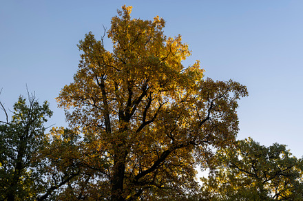 Beautiful trees in the autumn season with colorful foliage, a Photo by MyPhotos