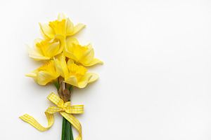Yellow daffodils with ribbon bow lying on white background, a Nature Photo by Olena Rudo
