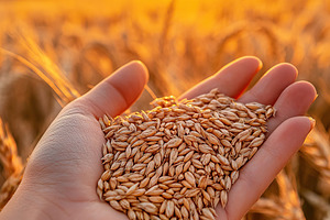 Grains held in hand against a vibrant sunset in a golden field, a Food & Drink Photo by AlyaAnd