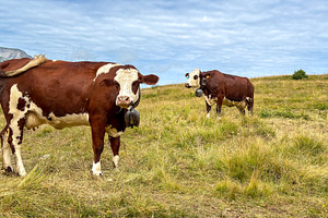 Dairy cows grazing in alpine meadow at Les Contamines-Montjoie,, an Animal Photo by GoodGoods