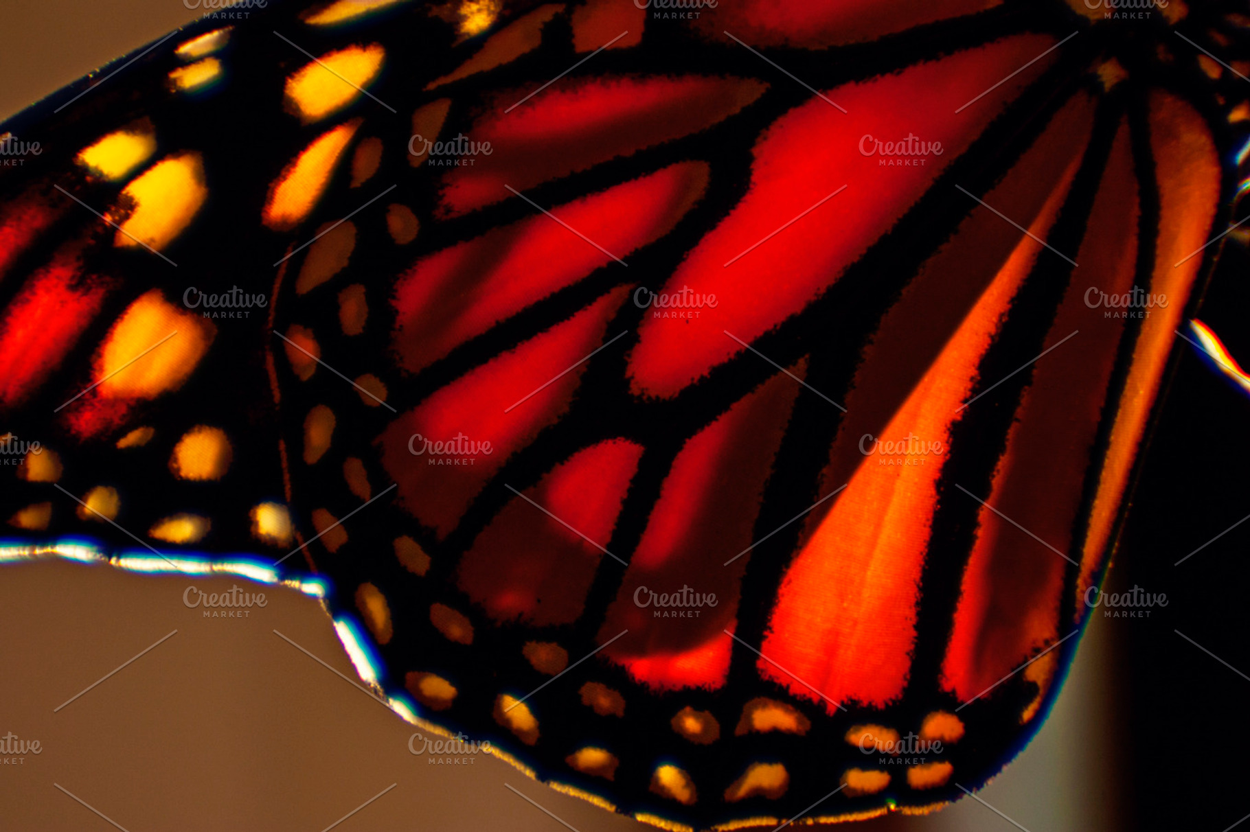 Detail of Monarch Butterfly Wing, a Nature Photo by Isabeth Studio