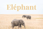 Belista - Font Combination, a Serif Font by Aantebas (Thumbnail 8 of 8)