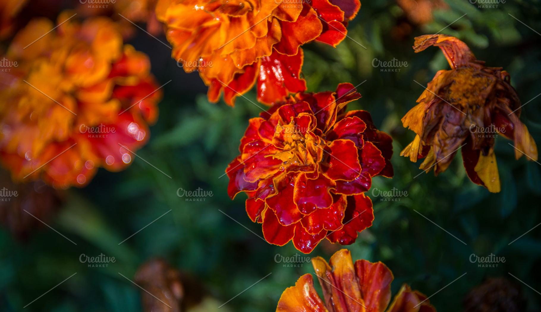 Marigold flowers in the garden containing flower, orange, and marigold, a Nature Photo by HrastovaSiska