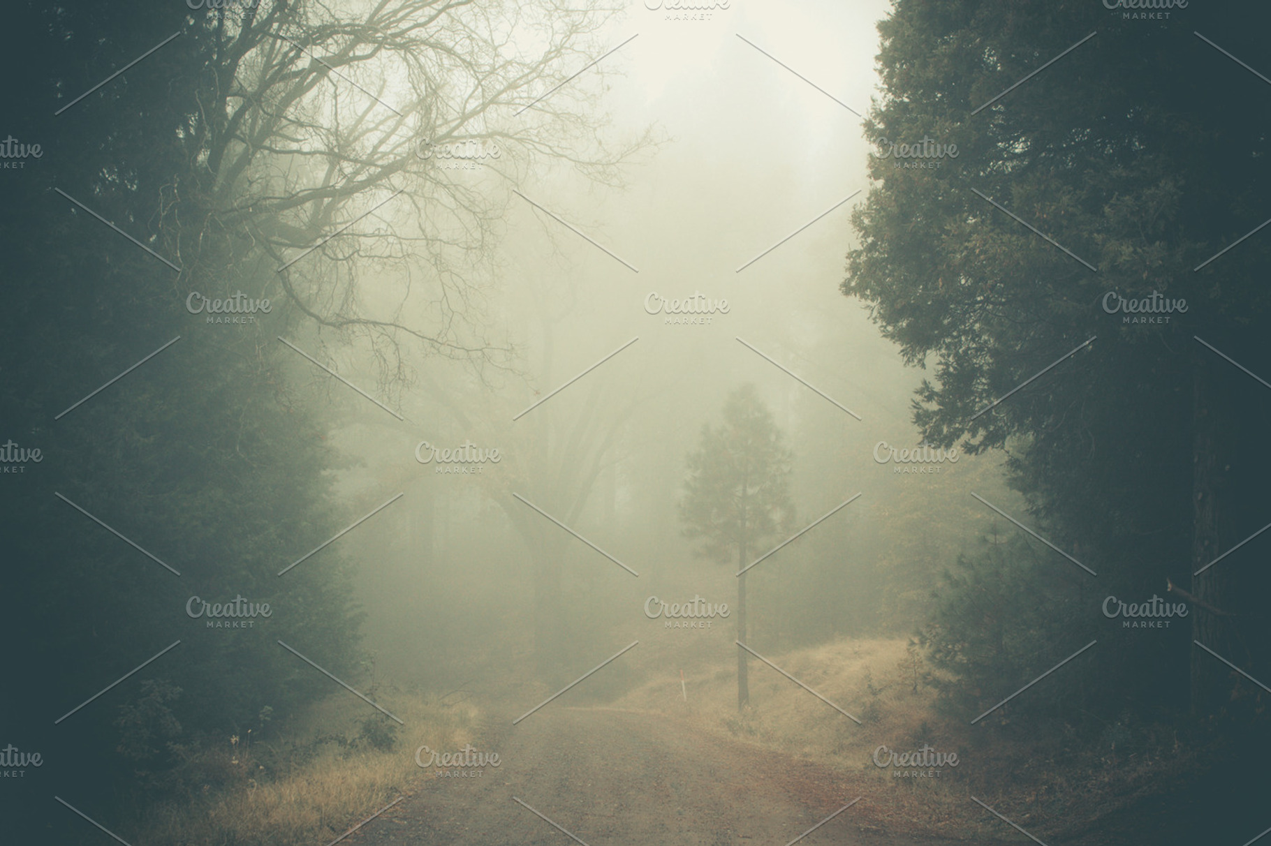 Dark foggy forest road