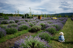 Child admiring vast lavender fields under a dramatic sky in rural area, a Photo by AS photostudio