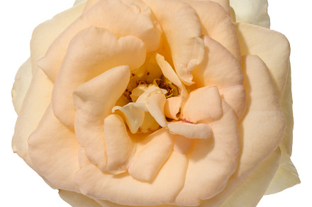 Bud of blooming cream rose on isolated background