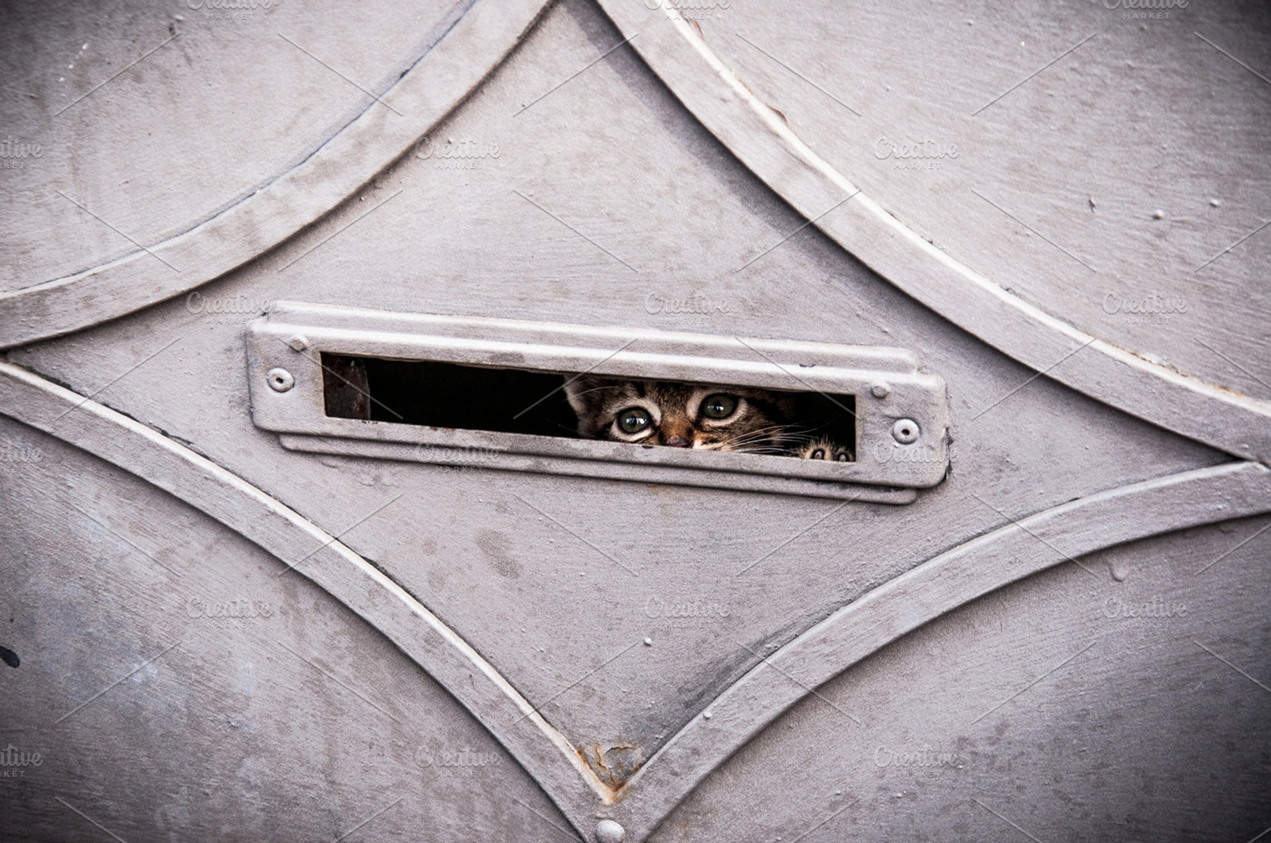 Cat stock photo containing cat and kitty, an Animal Photo by Iván Noguera Photography