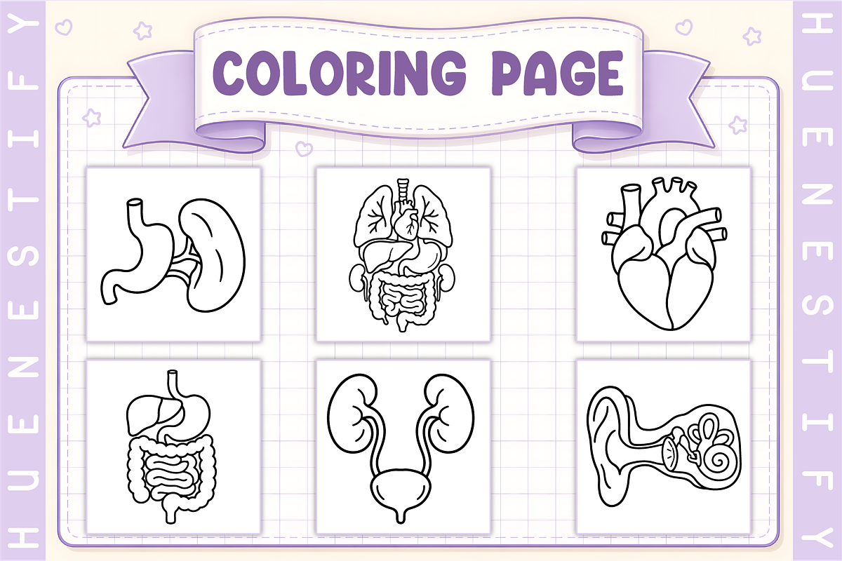 Human Anatomy Coloring Book, an Education Illustration by HueNestify (Photo 3 of 4)