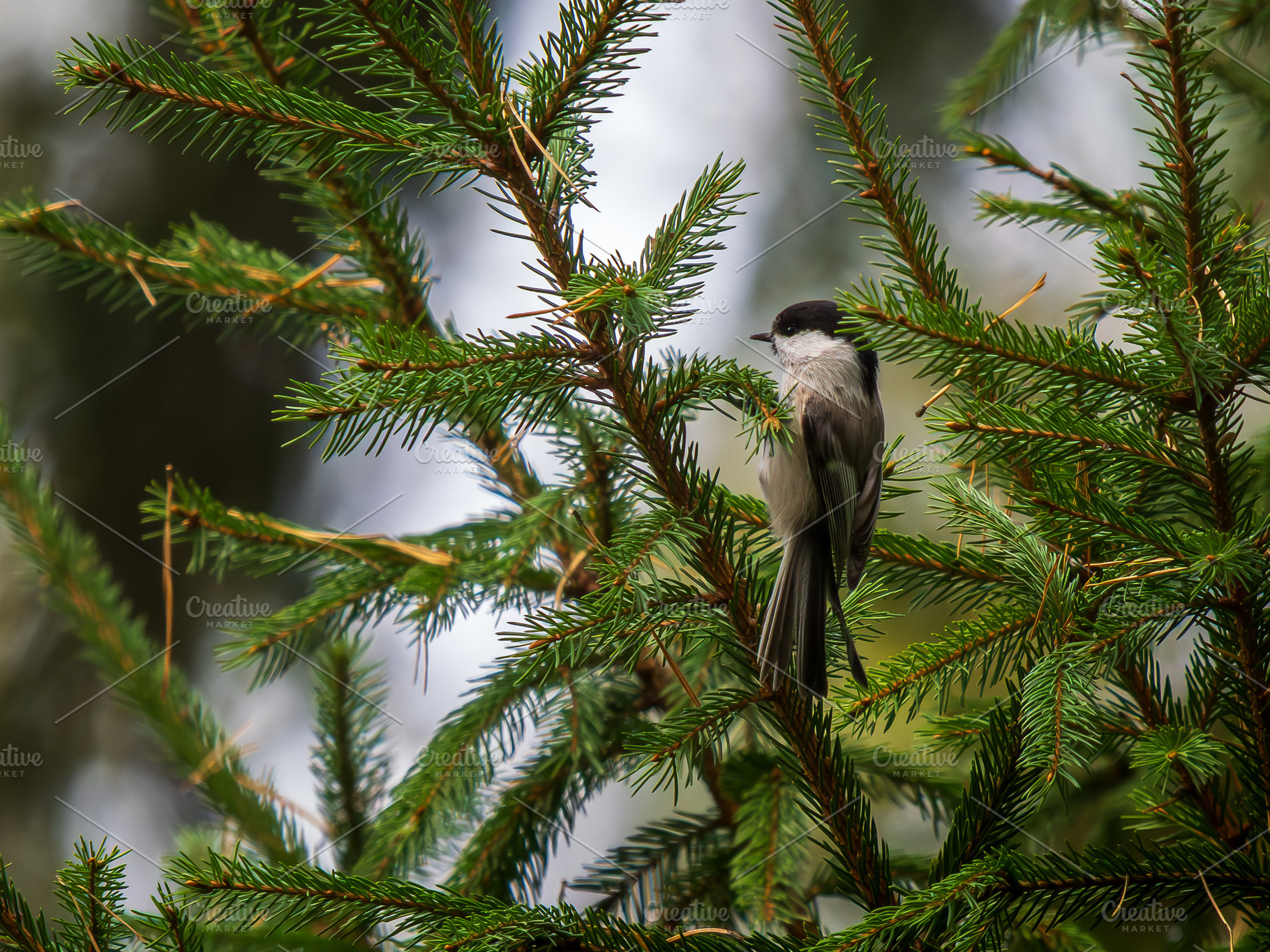 Profile view of Willow tit on spruce, an Animal Photo by Fascinadora