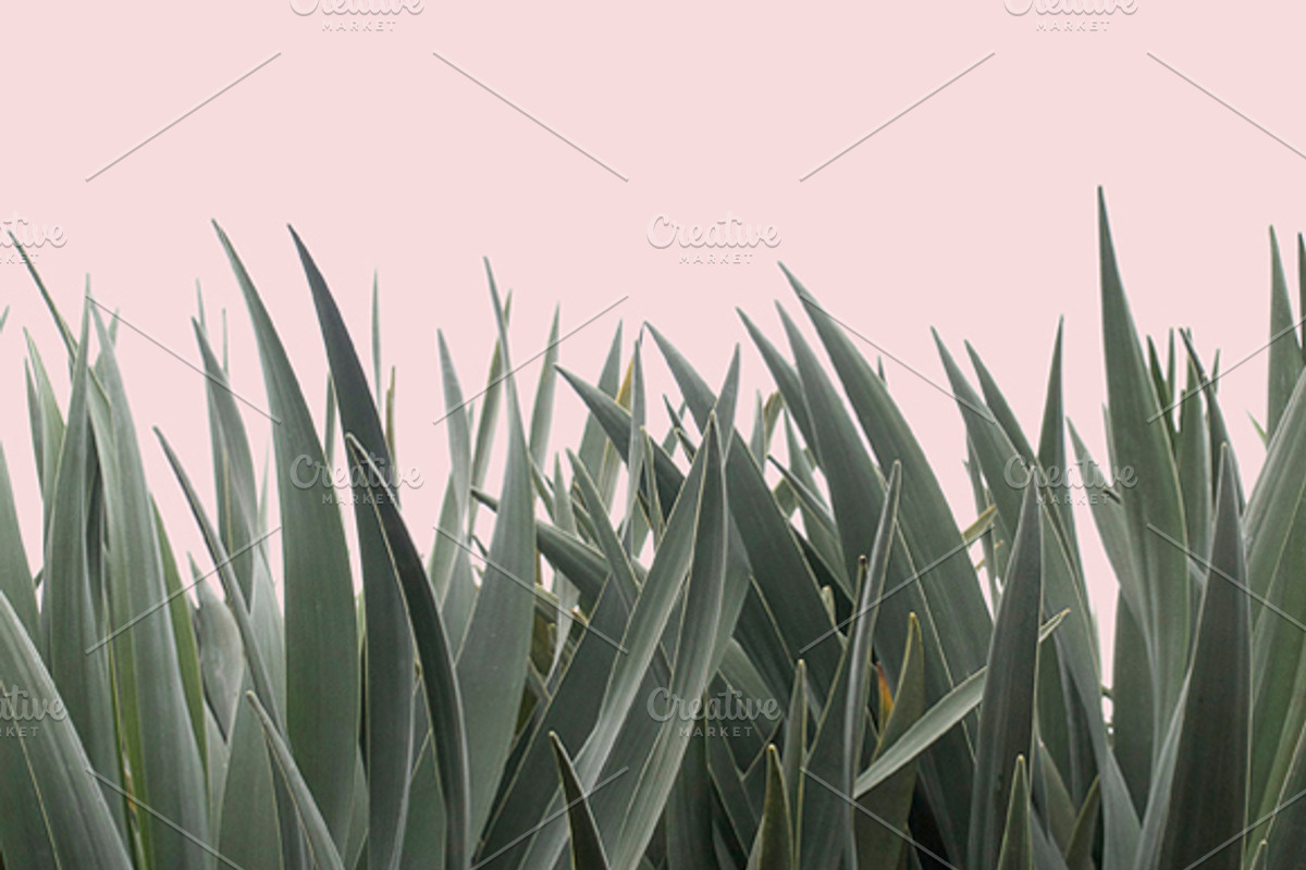 Plants on Pink ~ 4 Stock Photos, a Nature Photo by Dee Andreoli Photography (Photo 4 of 5)