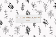 Vector Culinary Herbs & Spices, an Illustration by OM Creativ (Thumbnail 2 of 6)