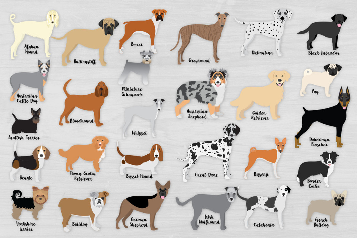 Popular Dog Breeds Clipart Bundle, an Animal Illustration by VizualStorm (Photo 2 of 3)