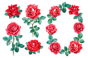 Red roses illustrations and patterns, a Texture Illustration by Sundra (Thumbnail 1 of 11)