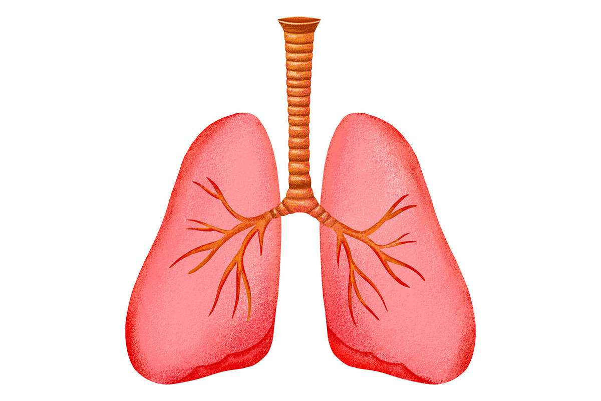 Human Internal Organs Clipart, a Healthcare Illustration by the_myro (Photo 7 of 11)