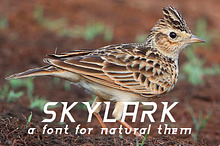 Skylark Font