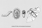 Silk moth metamorphosis, an Animal Illustration by handsketched (Thumbnail 7 of 8)