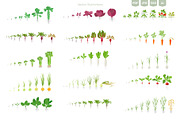 Stages of Plant Growth set, an Education Illustration by Ilia Design (Thumbnail 2 of 7)