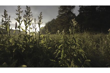 Close-up of high green grass on the, a Nature Photo by Media Whale Stock