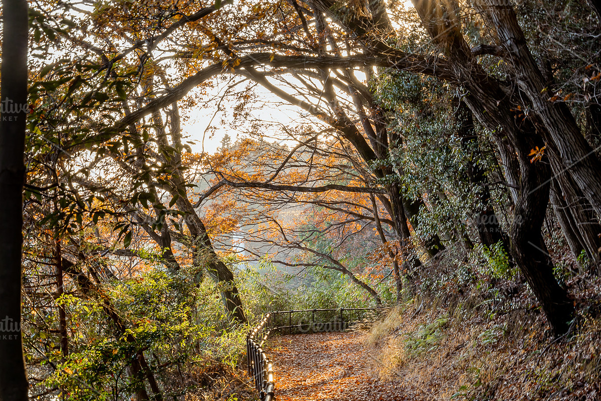 Japan Autumn & Snowy Forest Bundle., a Nature Photo by Silent Nature (Photo 4 of 5)
