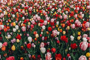 Flower gardens in the Netherlands