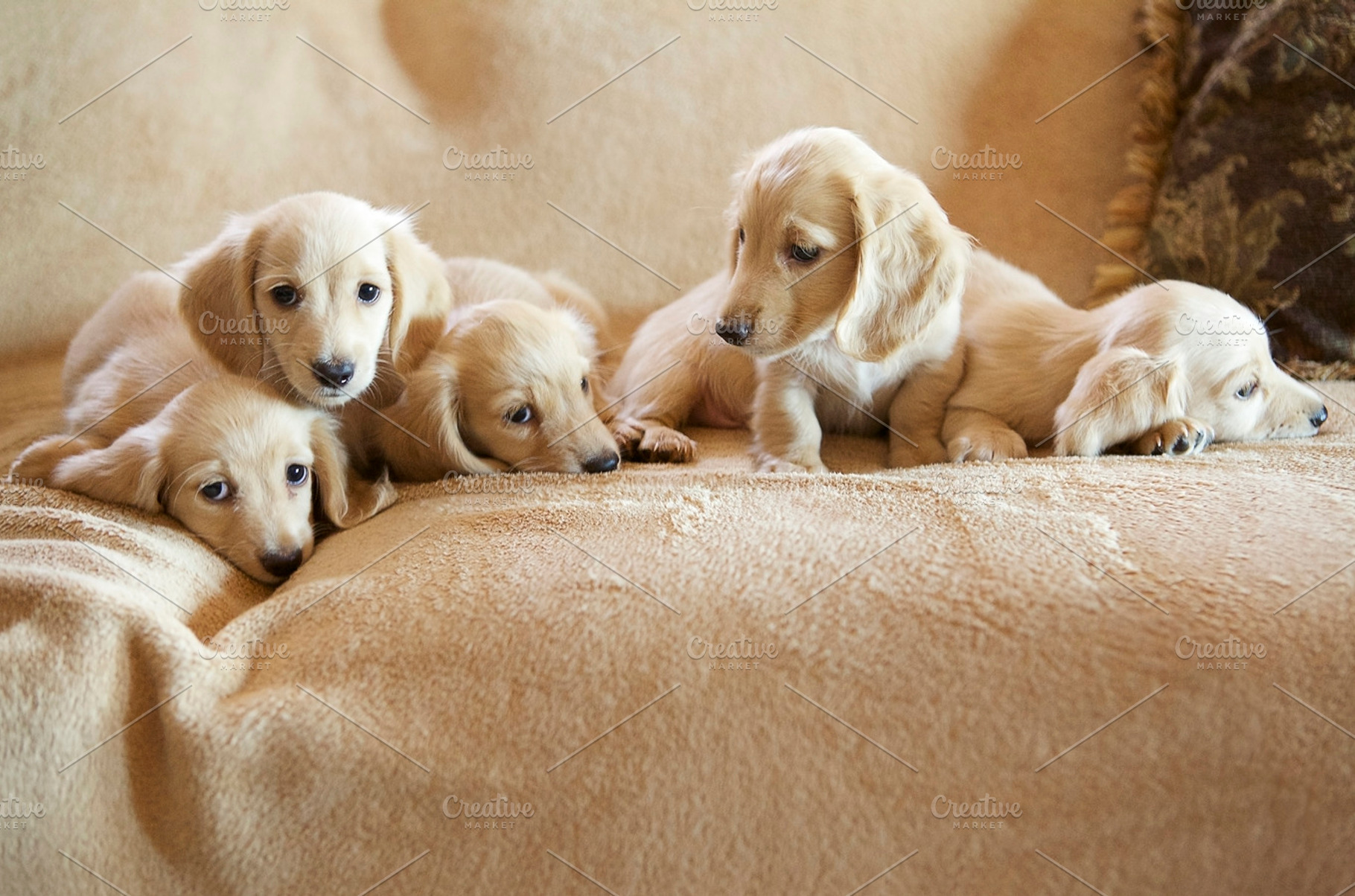 Blonde Dachshund Family