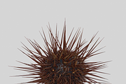 Sea urchin V1, an Environmental 3D Model by AndrewWhite (Thumbnail 5 of 6)
