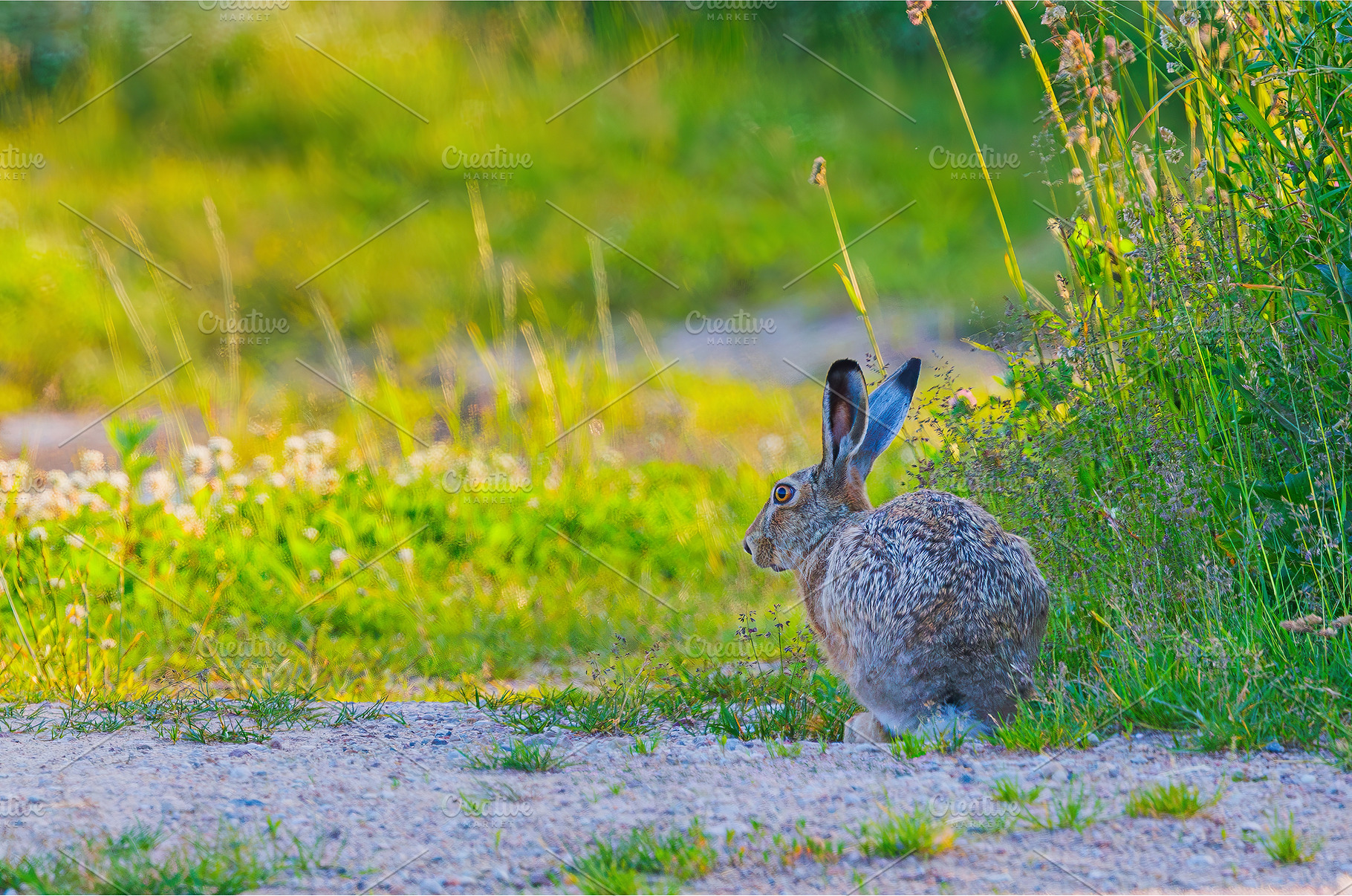 Funny looking Hare - Lepus, an Animal Photo by Lukas Jonaitis SHOP