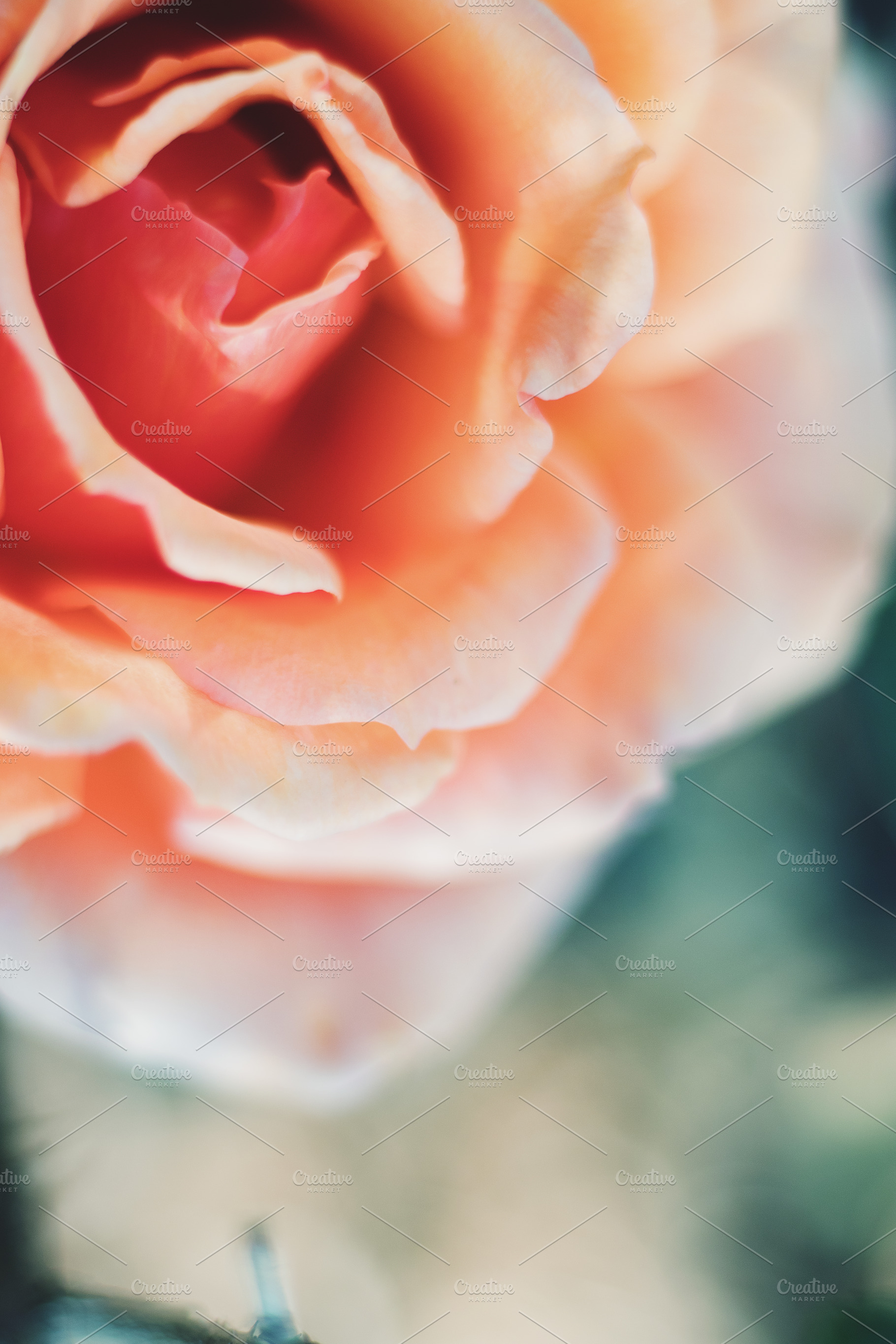 Elegant Botanical Rose Portrait, an Abstract Photo by René Jordaan Photography