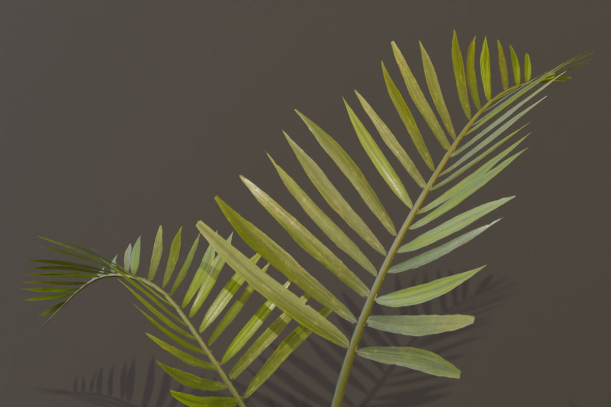 The Alexandra Palm Bush, a Plants & Tree 3D Model by FuturePastCreatives (Photo 12 of 15)