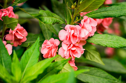 Pink tropical flower