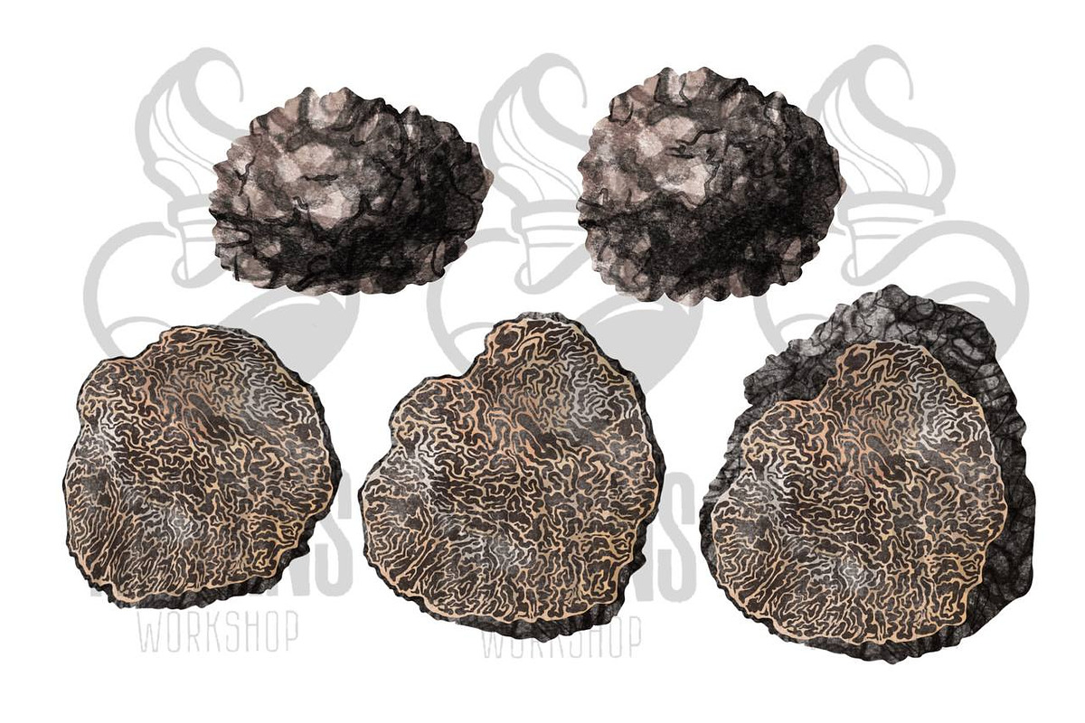 Black Truffle Watercolor Clipart, a Food Illustration by NKTKNS (Photo 4 of 6)