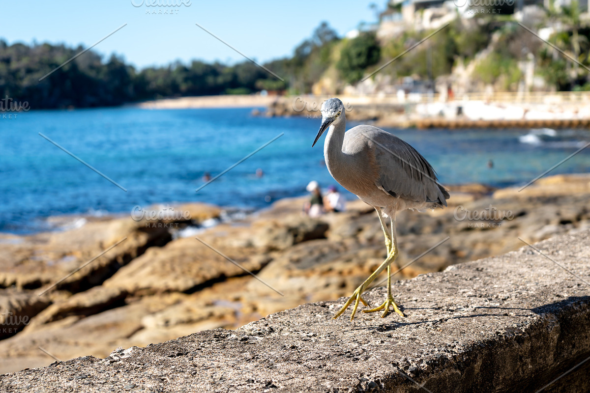 White-faced heron walking along Manly Beach coastline in Sydney,, an Animal Photo by GoodGoods (Photo 2 of 2)