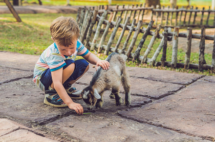 Small cute boy is feeding a small newborn goat featuring boy, farm, and goat, an Animal Photo by Elizaveta Galitskaya