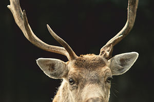 Minimalist Stag Antlers Portrait, an Animal Photo by René Jordaan Photography