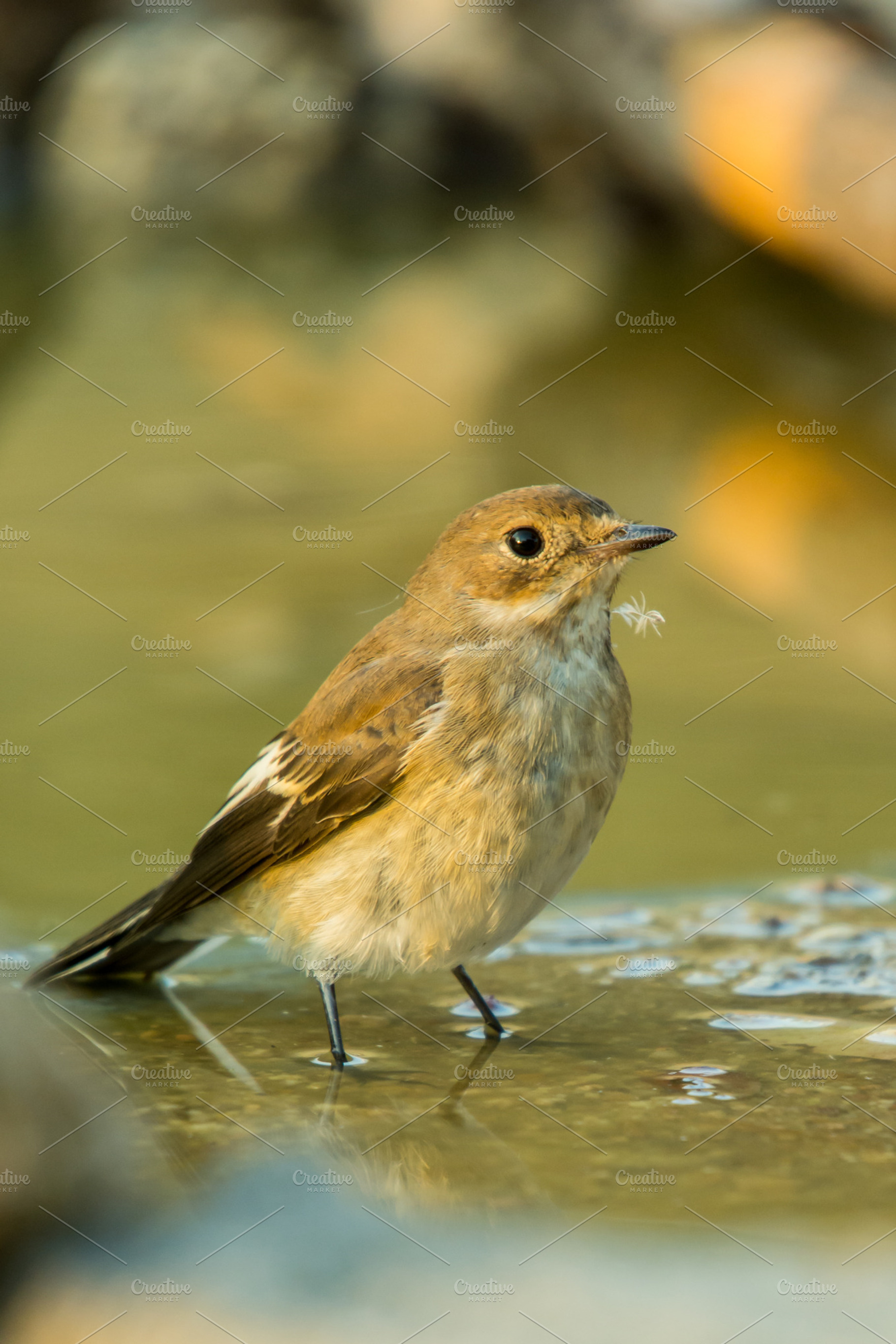 Ficedula hypoleuca stock photo containing hypoleuca and ficedula