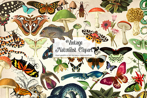 Vintage Naturalist Clipart, an Animal Illustration by Digital Curio