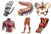 Human Anatomy, Medical Clipart, an Illustration by Pixels.Craft (Thumbnail 2 of 7)