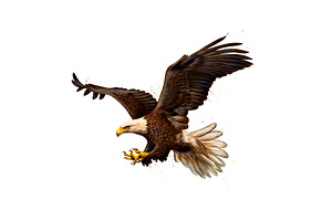 Portrait of a bald eagle